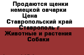 Продаются щенки немецкой овчарки › Цена ­ 6 000 - Ставропольский край, Ставрополь г. Животные и растения » Собаки   